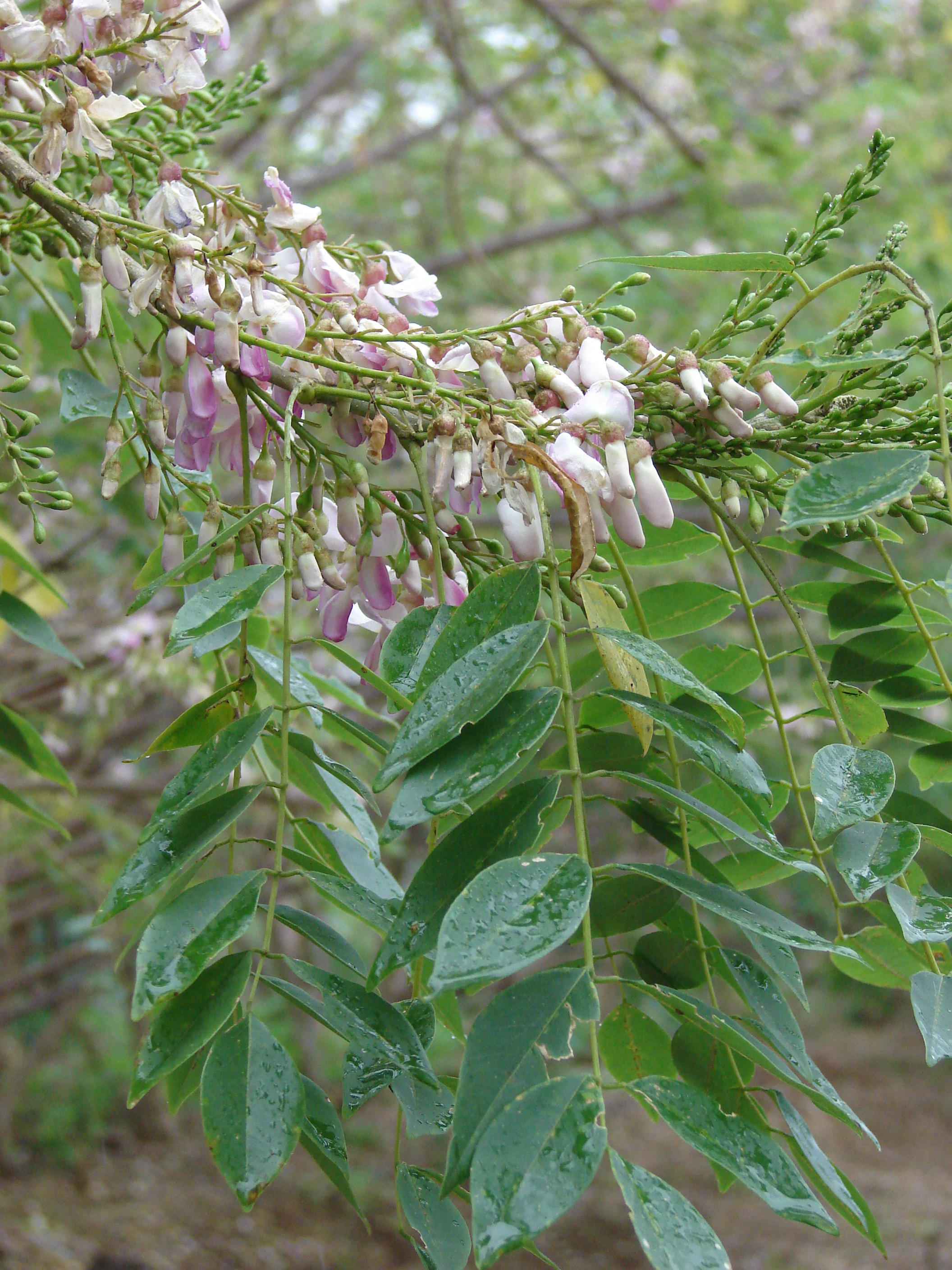 Gliricidia sepium branches with pale pink and white flowers