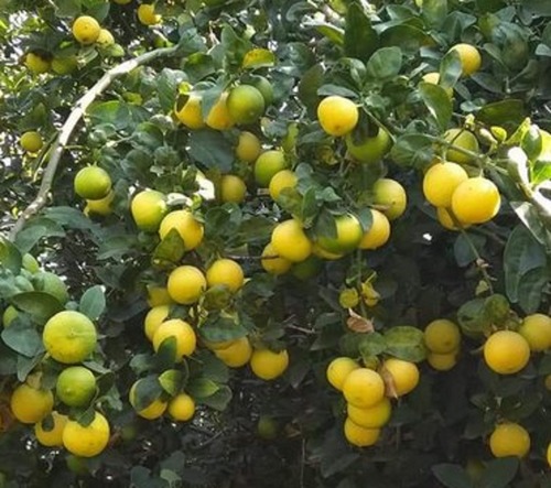 Kagzi lime fruits growing on a leafy citrus tree